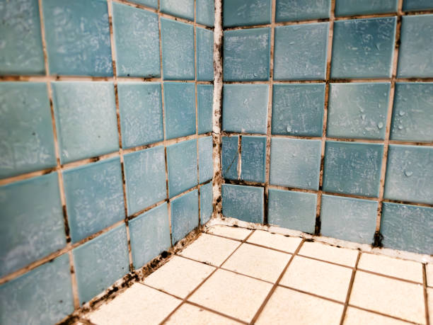 Best Residential Mold Inspection & Testing  in Lake Royale, NC